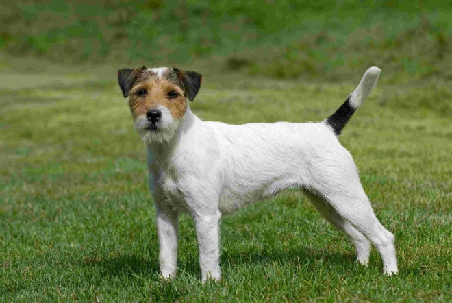 Parson-Russell-Terrier-Dog-Photo